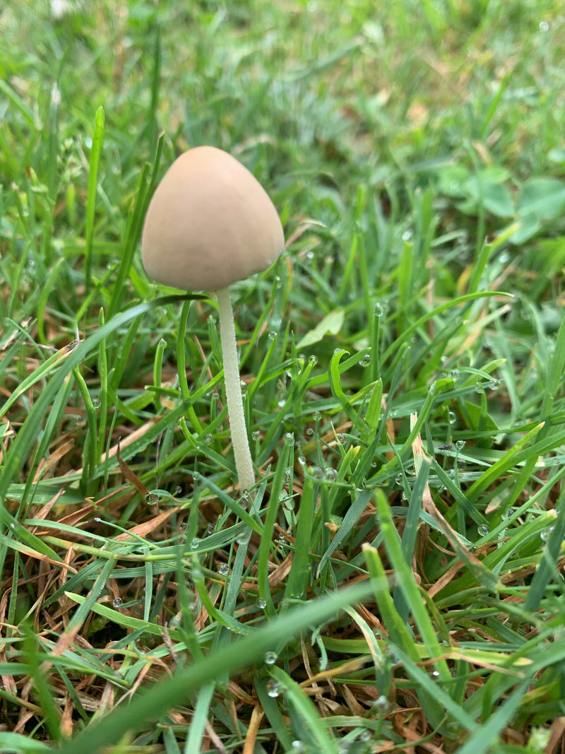 Milchweißer Häubchenpilz — Bild 3