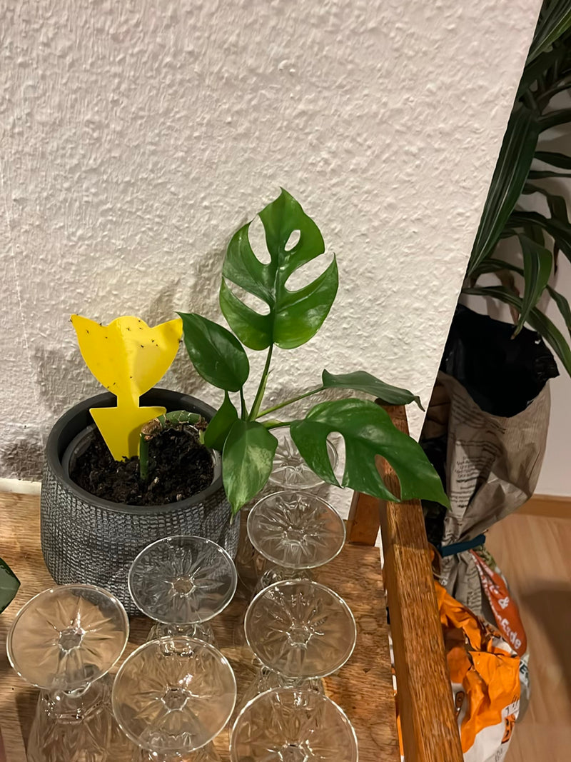 Mini-Monstera — Bild 2