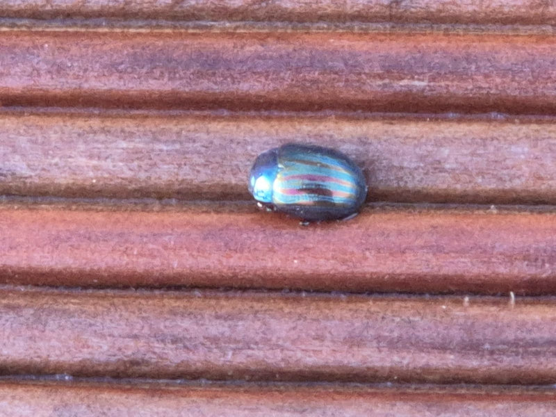 Minzblattkäfer — Bild 2