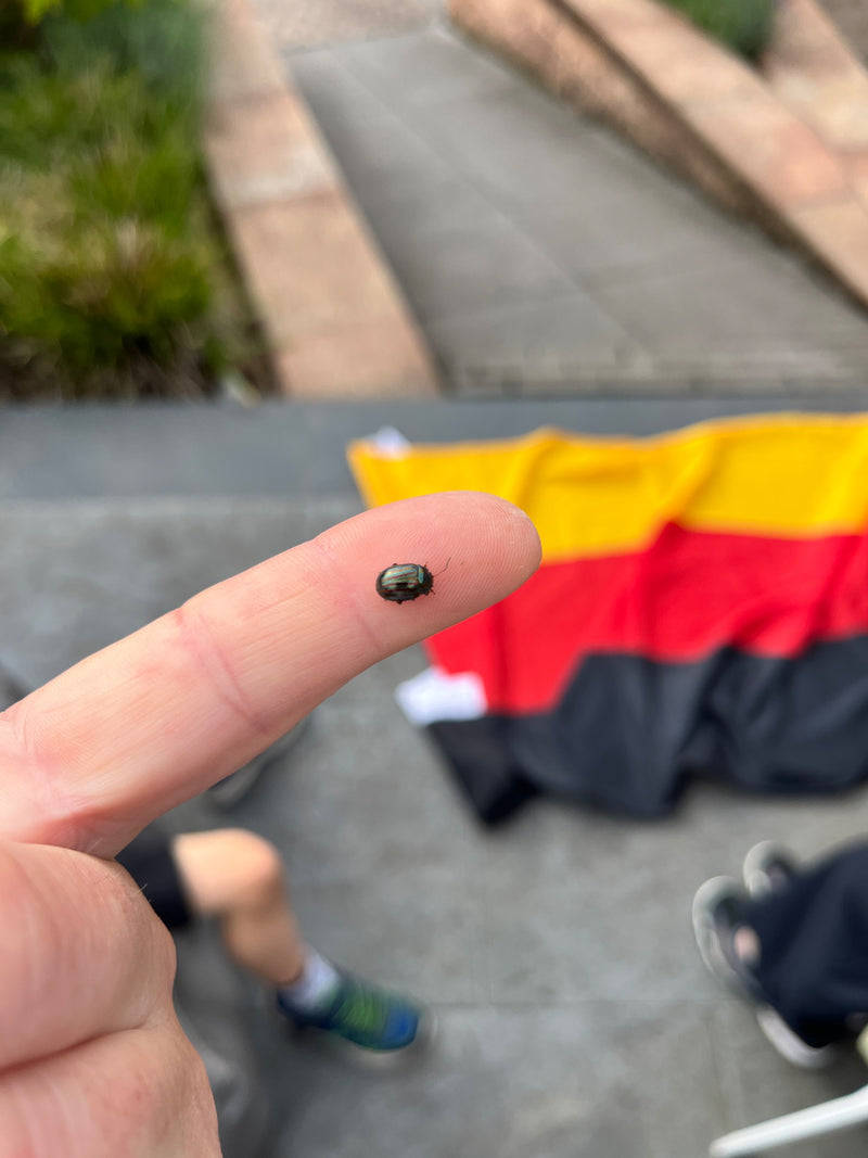 Minzblattkäfer — Bild 1