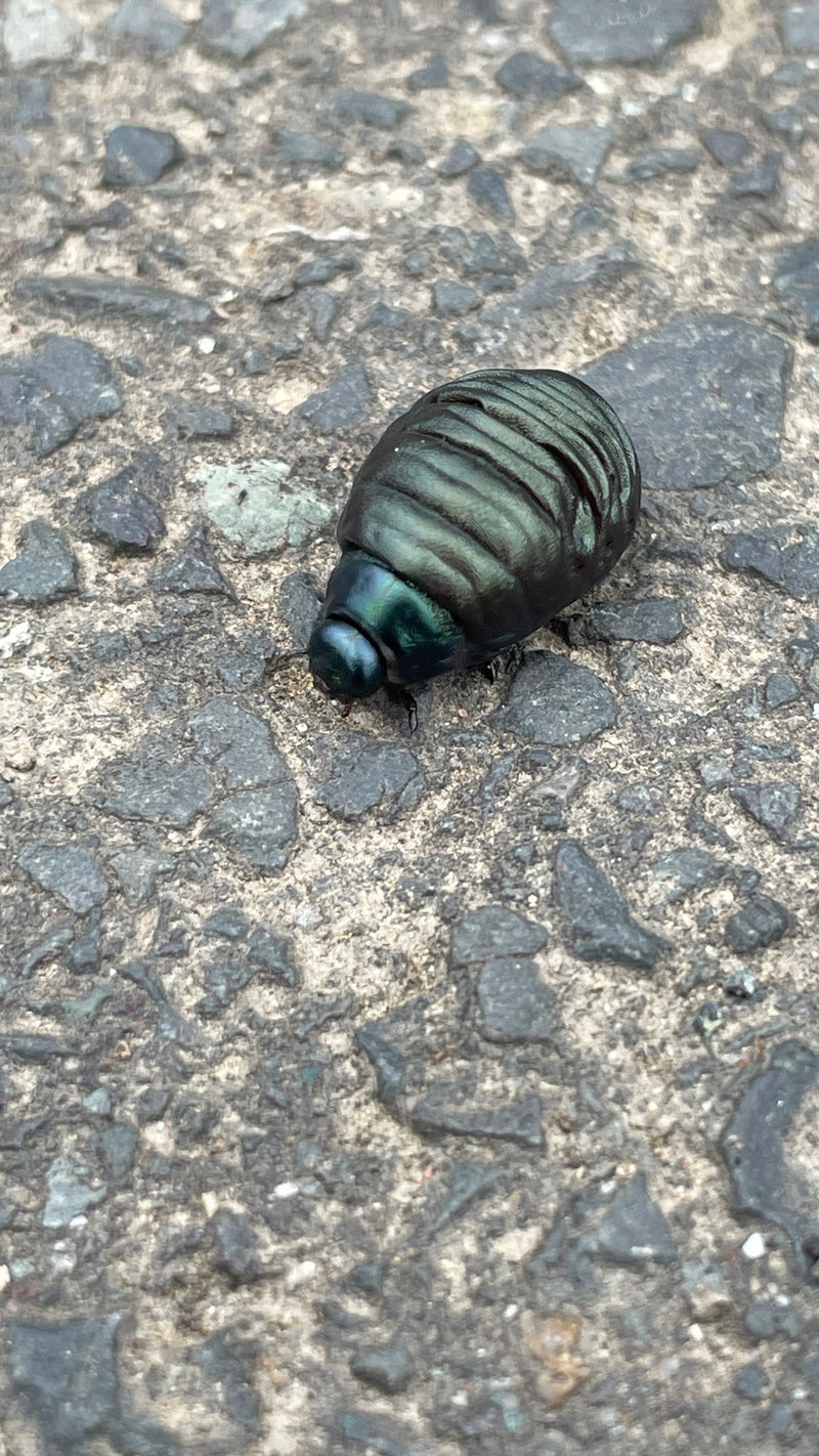 Minzblattkäfer (Larve) — Bild 2