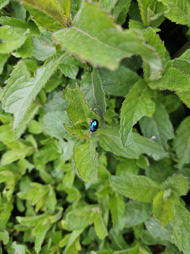 Minzblattkäfer (Larve) — Bild 1