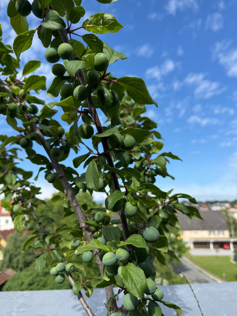 Mirabellenbaum — Bild 2