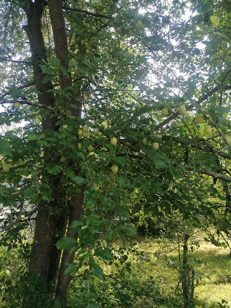 Mirabellenbaum — Bild 1