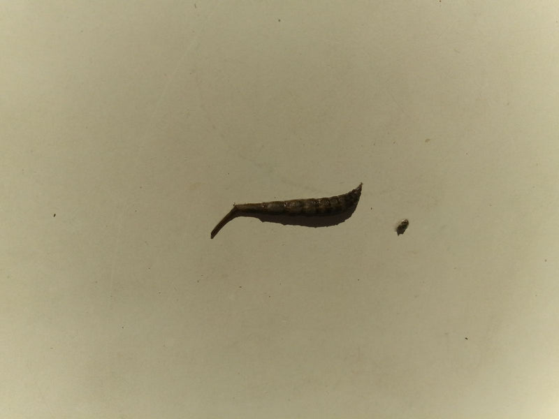 Mistbiene (Larve) — Bild 1