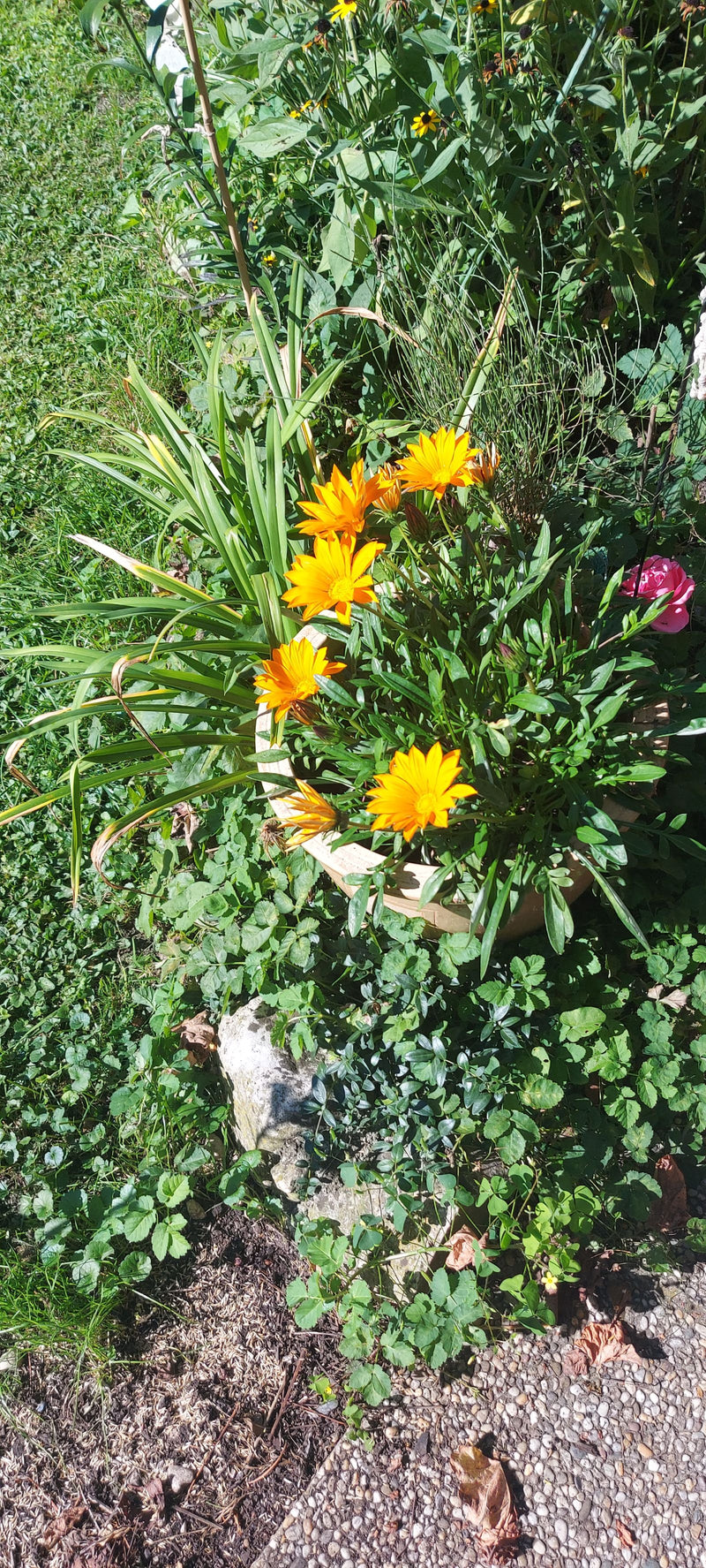 Eine blühende Mittagsgold-Pflanze mit leuchtend orangen Blüten wächst in einem Topf im Garten.