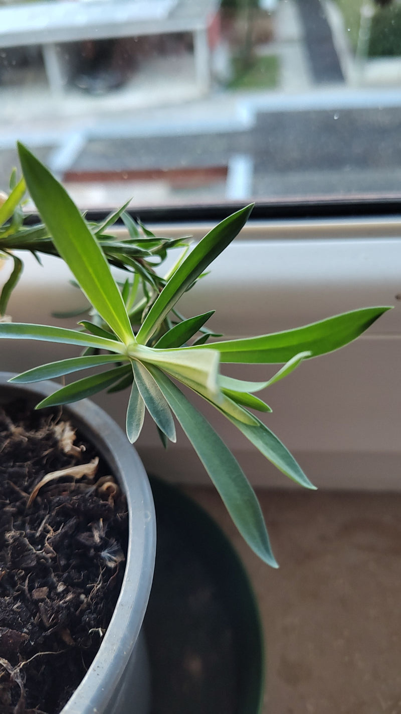 Eine Mittelmeer-Wolfsmilch wächst in einem Topf an einem Fenster.