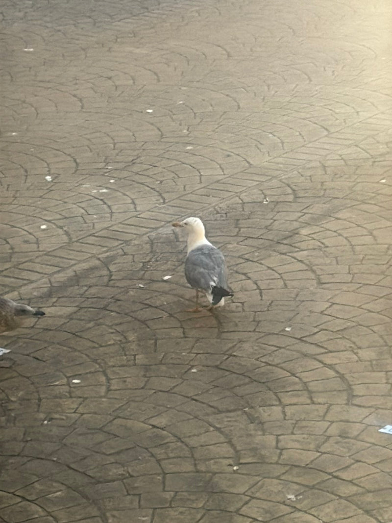 Mittelmeermöwe — Bild 1