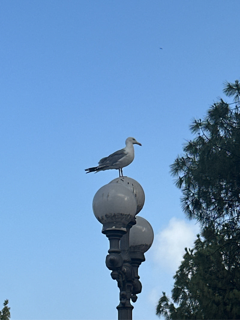 Eine Mittelmeermöwe sitzt auf einer runden Straßenlaterne vor einem blauen Himmel. Rechts sind Zweige eines Baumes zu sehen.