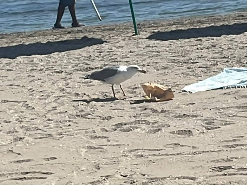 Eine Mittelmeermöwe steht auf einem sandigen Strand und frisst an einer Papiertüte. Im Hintergrund ist Wasser zu sehen.