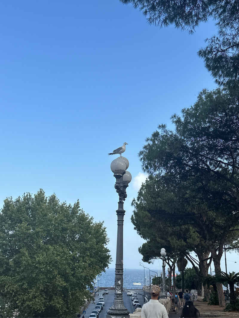 Eine Mittelmeermöwe sitzt auf der runden Kugel einer Straßenlaterne. Im Hintergrund sind Bäume, eine Küstenstraße mit Autos und das Meer zu sehen.