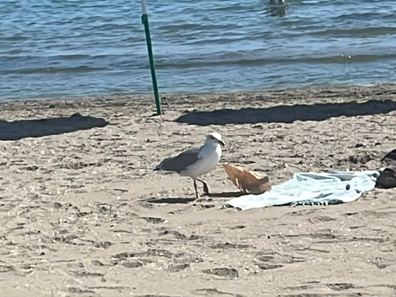 Eine Mittelmeermöwe läuft auf einem sandigen Strand am Wasser entlang. Im Hintergrund ist das Meer zu sehen.