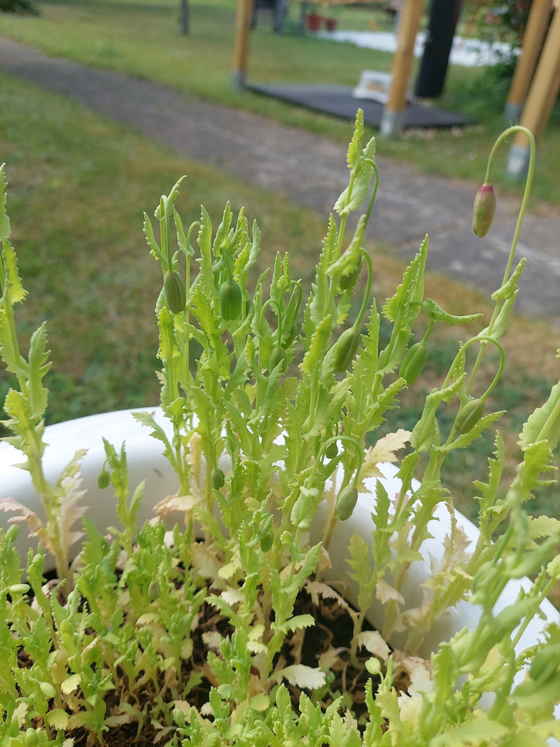 Mohn (Gattung) — Bild 1
