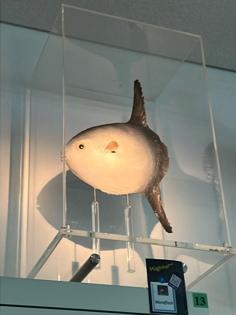 Mondfisch — Bild 1 von 1