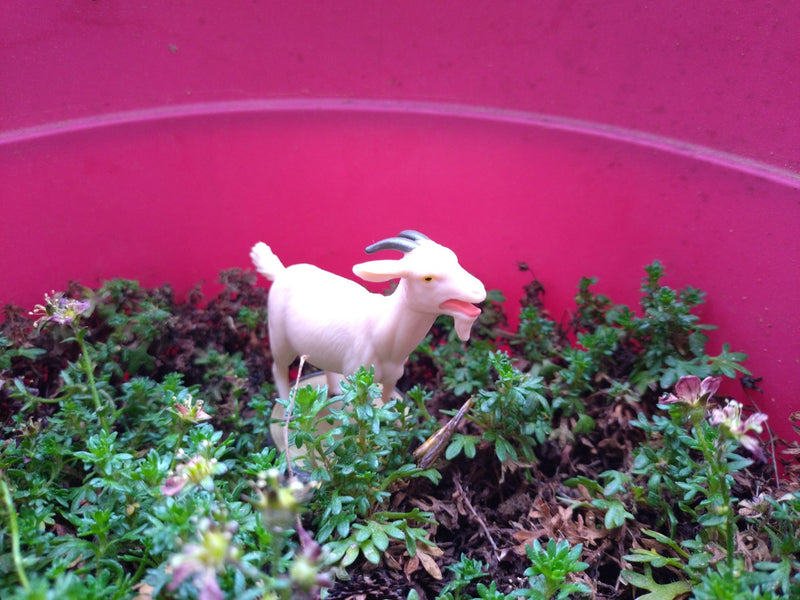 Moos-Steinbrech — Bild 5