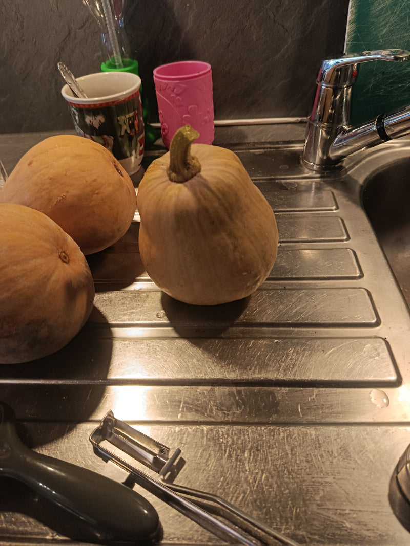 Moschus-Kürbis (Butternut-Kürbis) — Bild 1 von 2