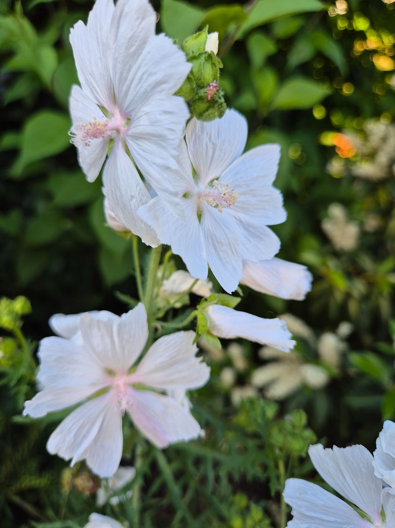 Moschus-Malve — Bild 3