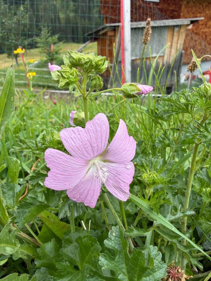 Moschus-Malve — Bild 1