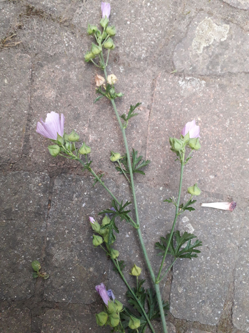 Moschus-Malve — Bild 2