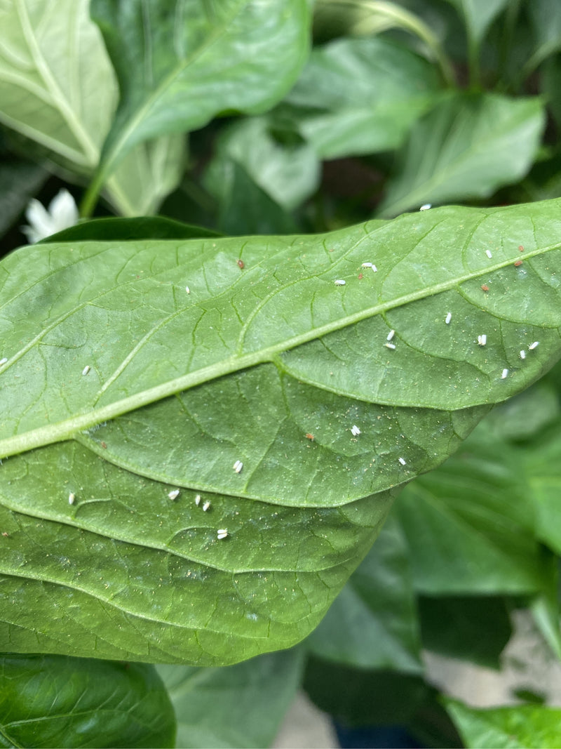Auf der Unterseite eines grünen Blattes sitzen zahlreiche kleine, weiße Insekten. Es handelt sich um Weiße Fliegen, die auf der Pflanzenoberfläche ruhen.