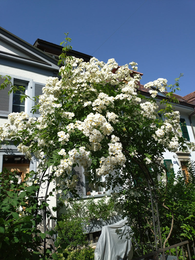 Multiflora-Rose — Bild 1