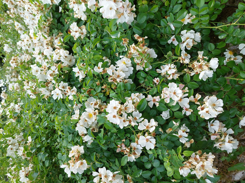 Multiflora-Rose — Bild 3