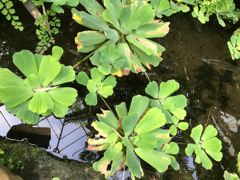 Muschelblume — Bild 3 von 4