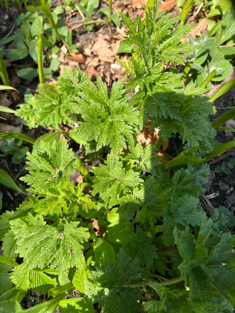 Mutterkraut — Bild 3