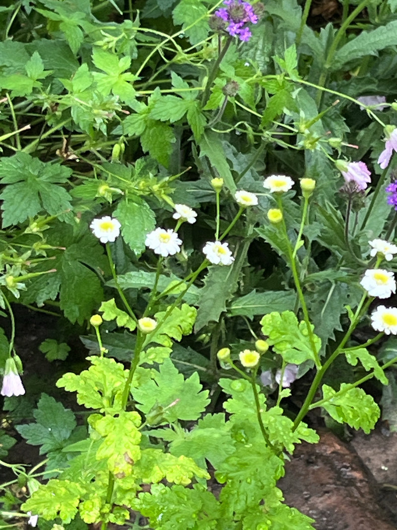 Mutterkraut — Bild 1