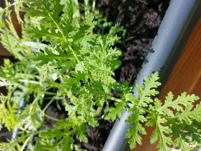 Mutterkraut — Bild 5