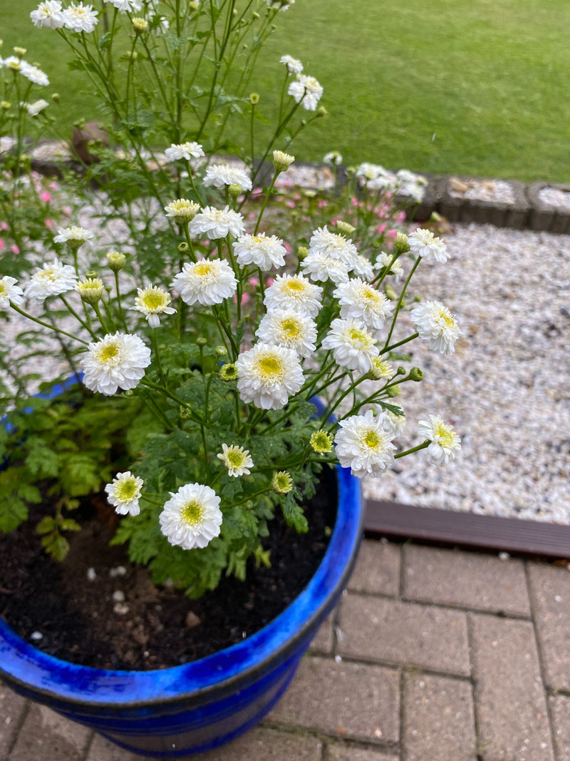 Mutterkraut — Bild 4