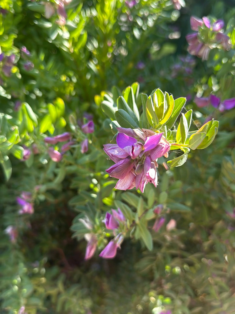 Myrten-Kreuzblume — Bild 3