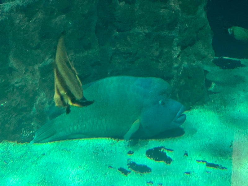 Napoleon-Lippfisch — Bild 1