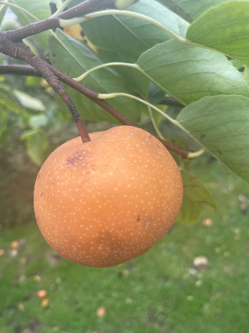 Nashi Birne — Bild 4