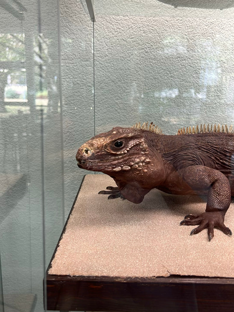 Nashornleguan — Bild 1 von 1
