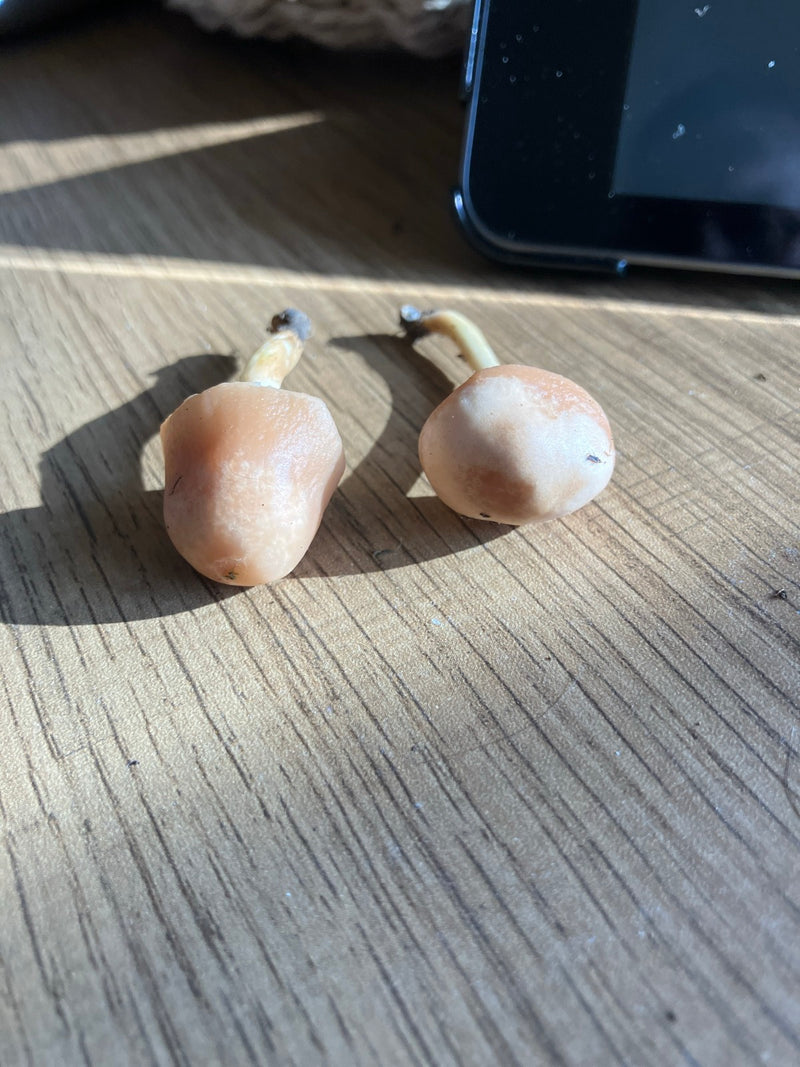 Nelkenschwindling — Bild 4