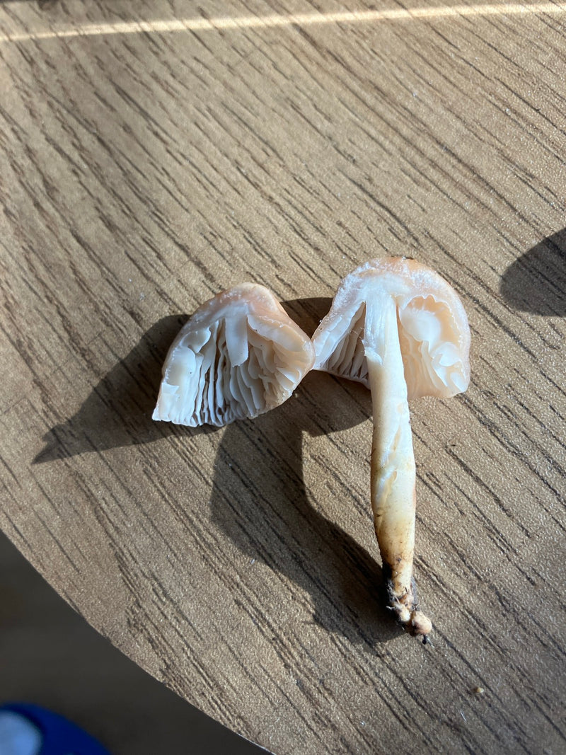 Nelkenschwindling — Bild 1