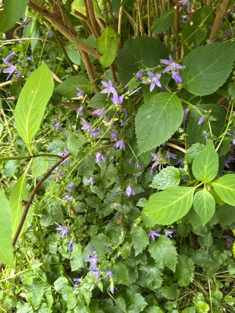 Nesselblättrige Glockenblume — Bild 3