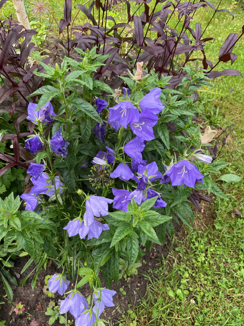 Nesselblättrige Glockenblume — Bild 1