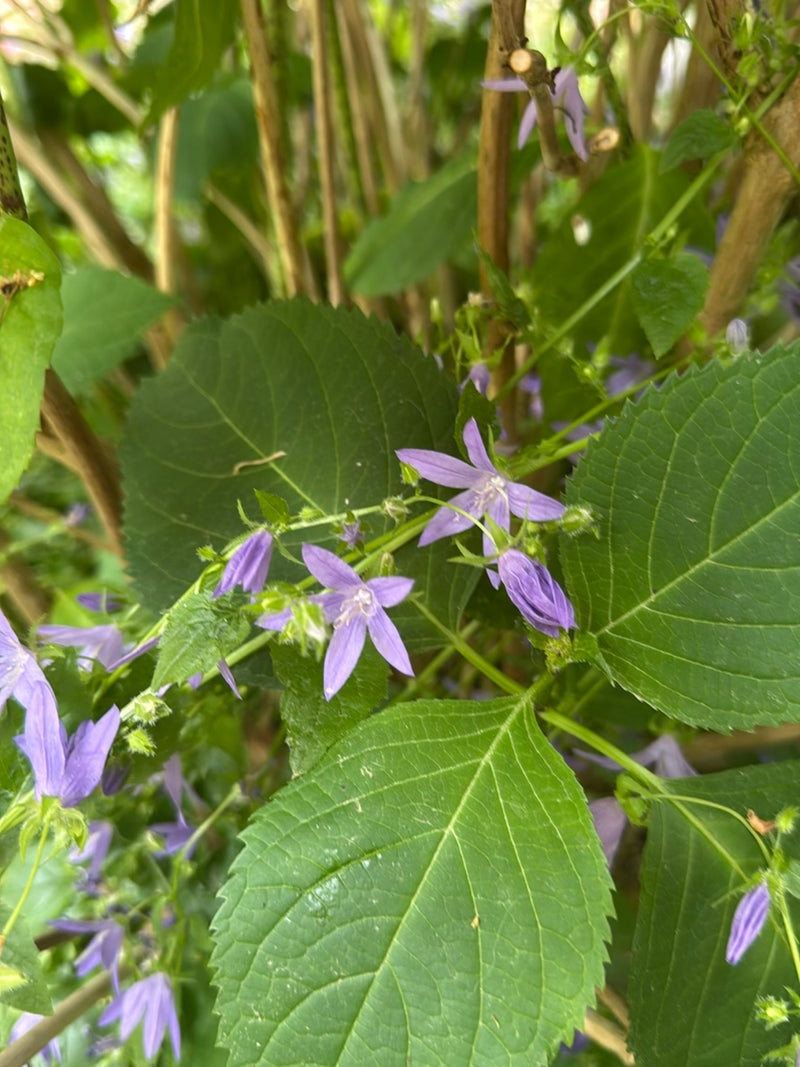 Nesselblättrige Glockenblume — Bild 5