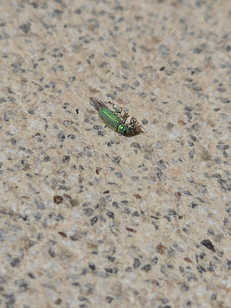 Nesselblattrüssler — Bild 5