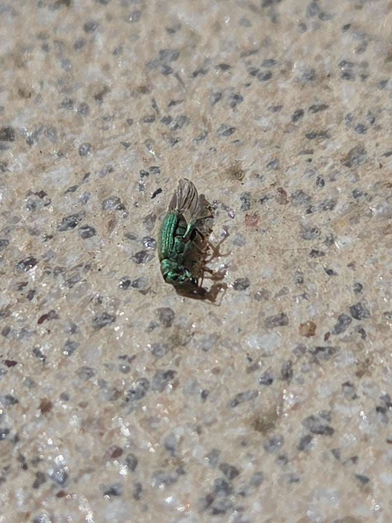 Nesselblattrüssler — Bild 3