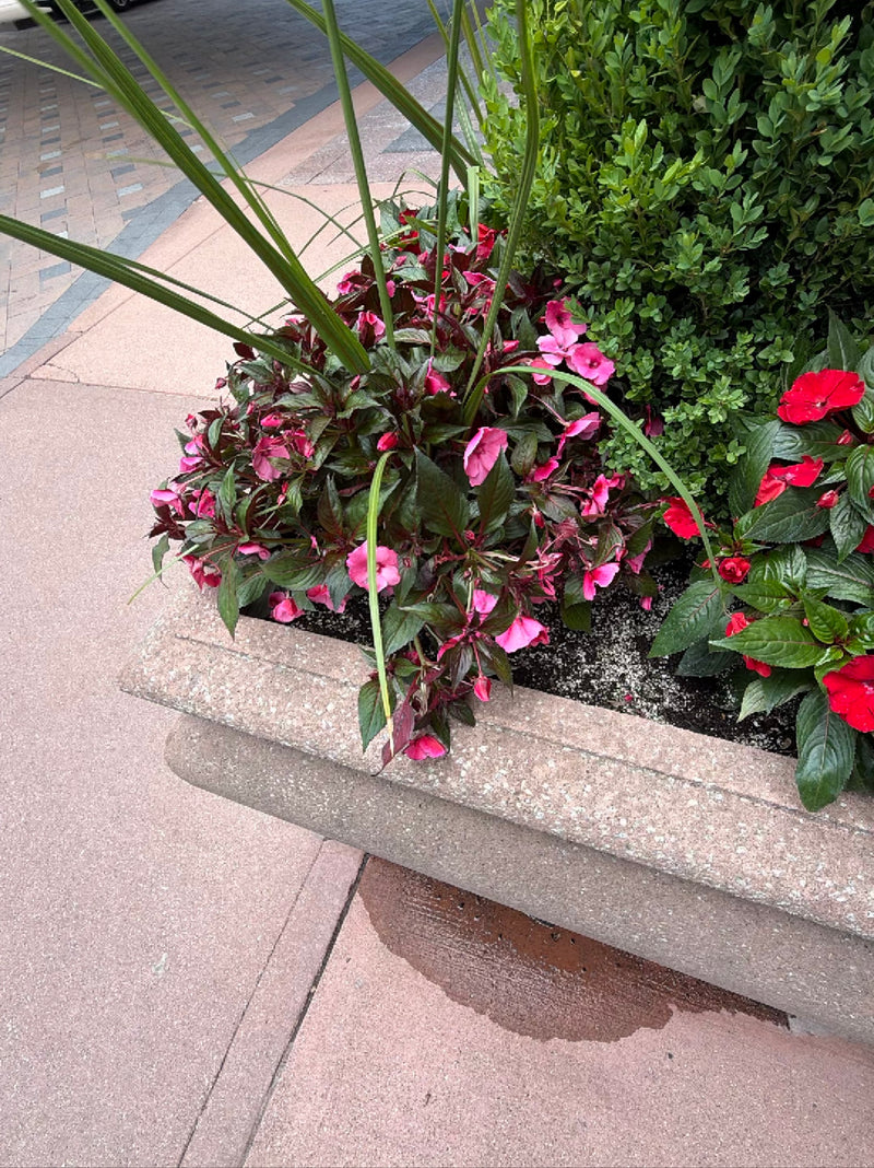 Neuguinea-Impatiens — Bild 1