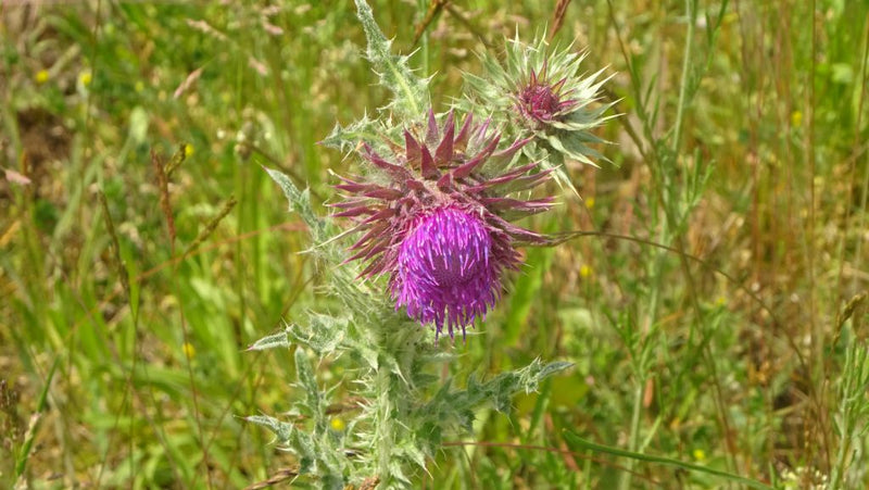 Nickende Distel — Bild 1