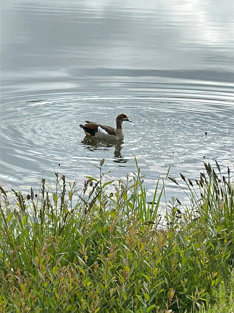 Nilgans — Bild 5