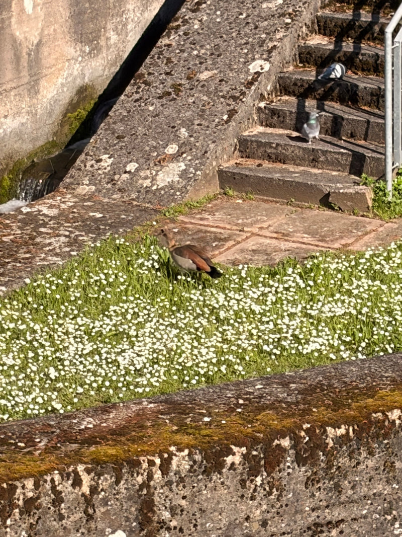 Nilgans — Bild 1