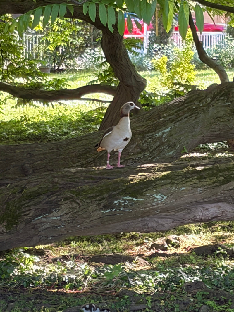 Nilgans — Bild 4