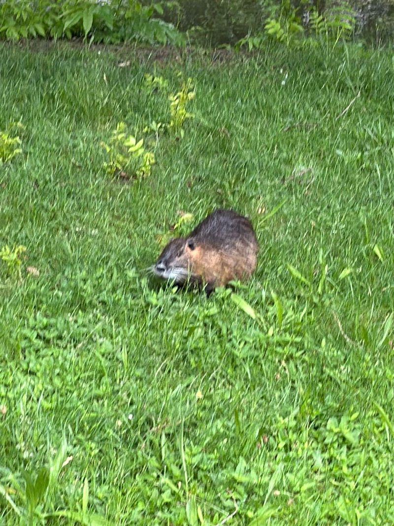 Nutria — Bild 3
