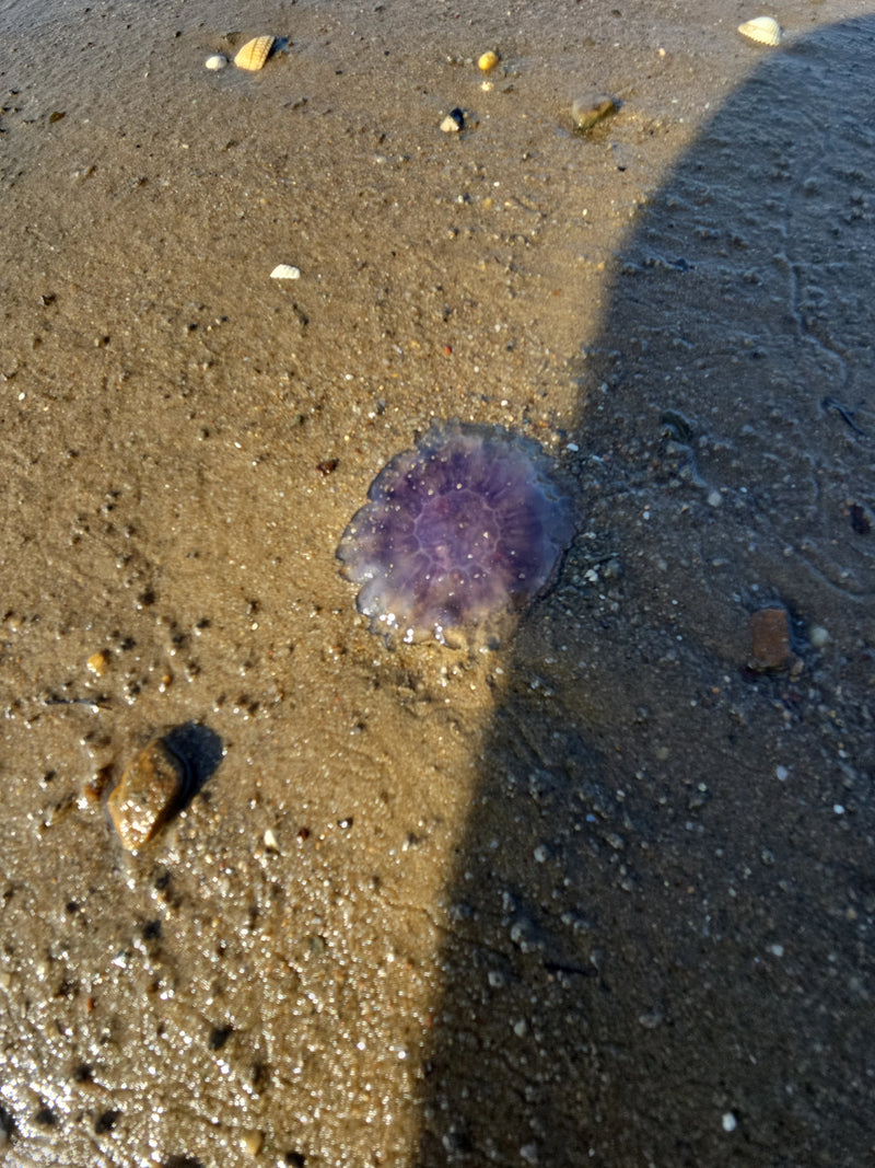 Ohrenqualle — Bild 2