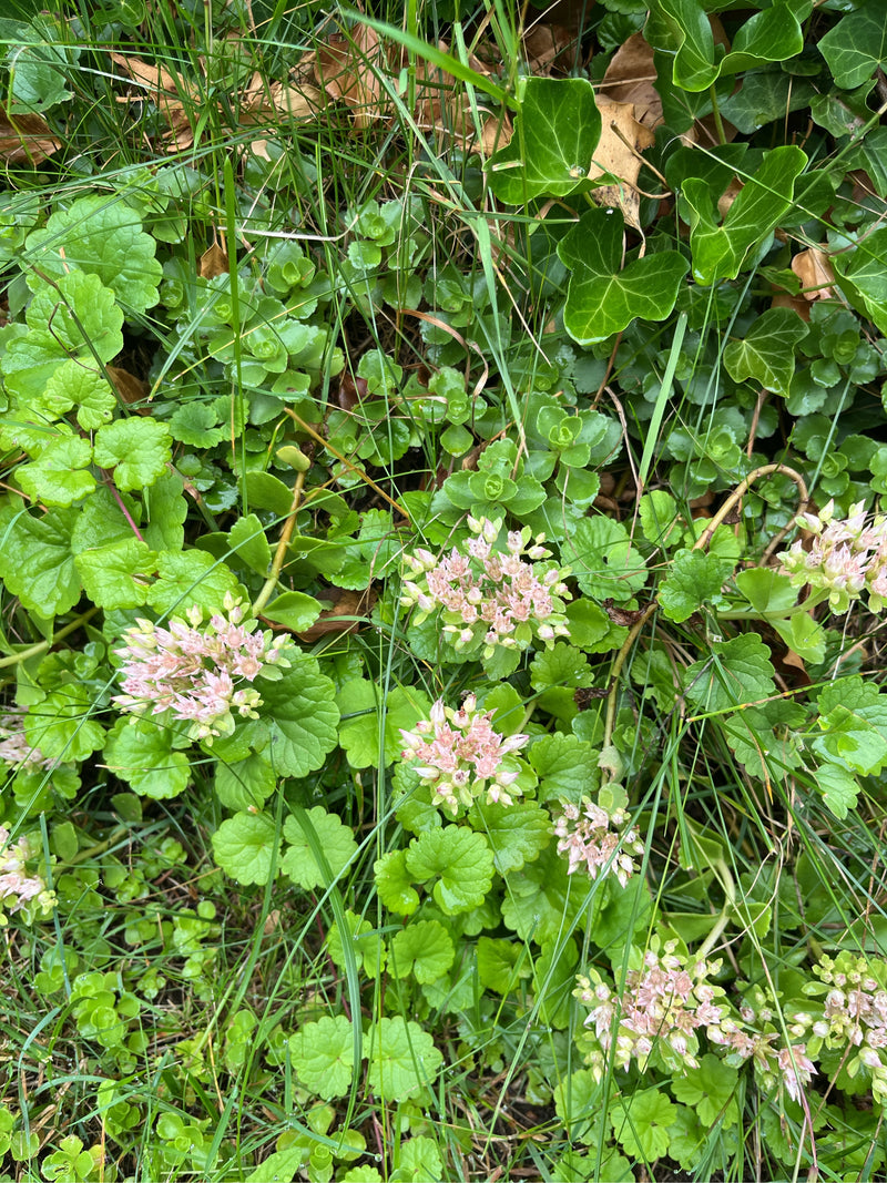 Oktober-Fetthenne — Bild 1
